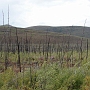 40-Forêt brulée en 1998